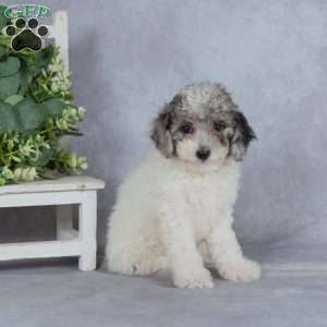 Twilight, Miniature Poodle Puppy